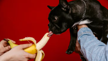 Golden retriever looking at sliced bananas, can dogs eat bananas