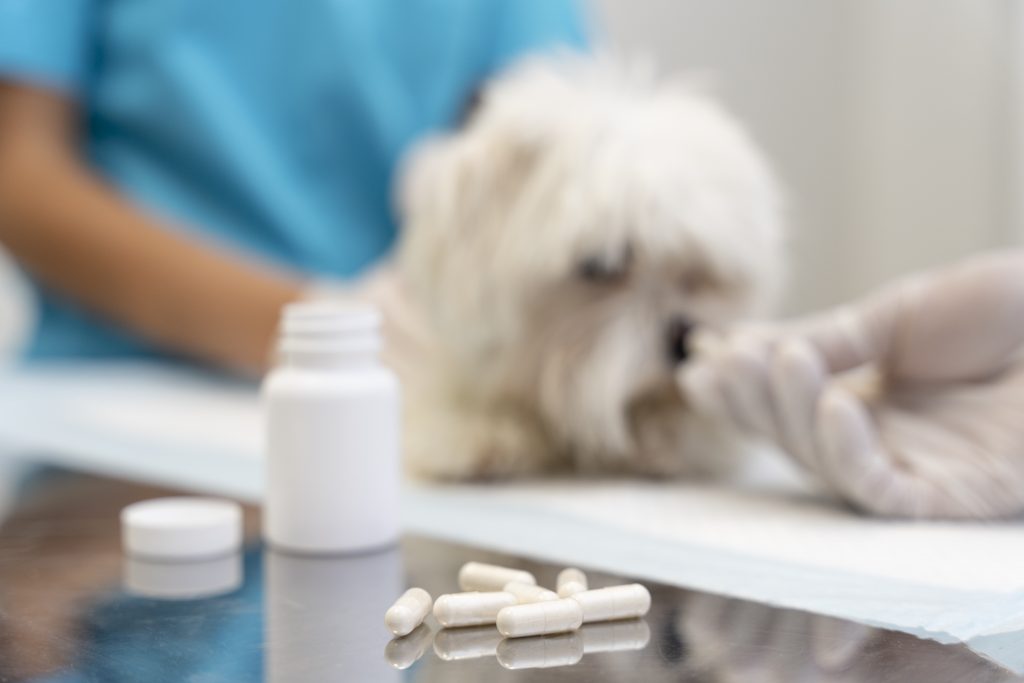 Can Dogs Take Benadryl? A Complete Safety Guide