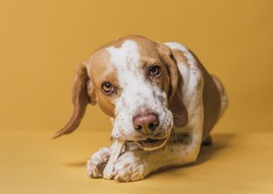 Can Dogs Eat Chicken Bones