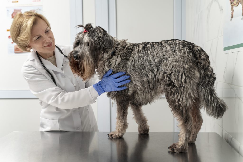 Colitis in Dogs: Symptoms, Causes & Treatment Guide