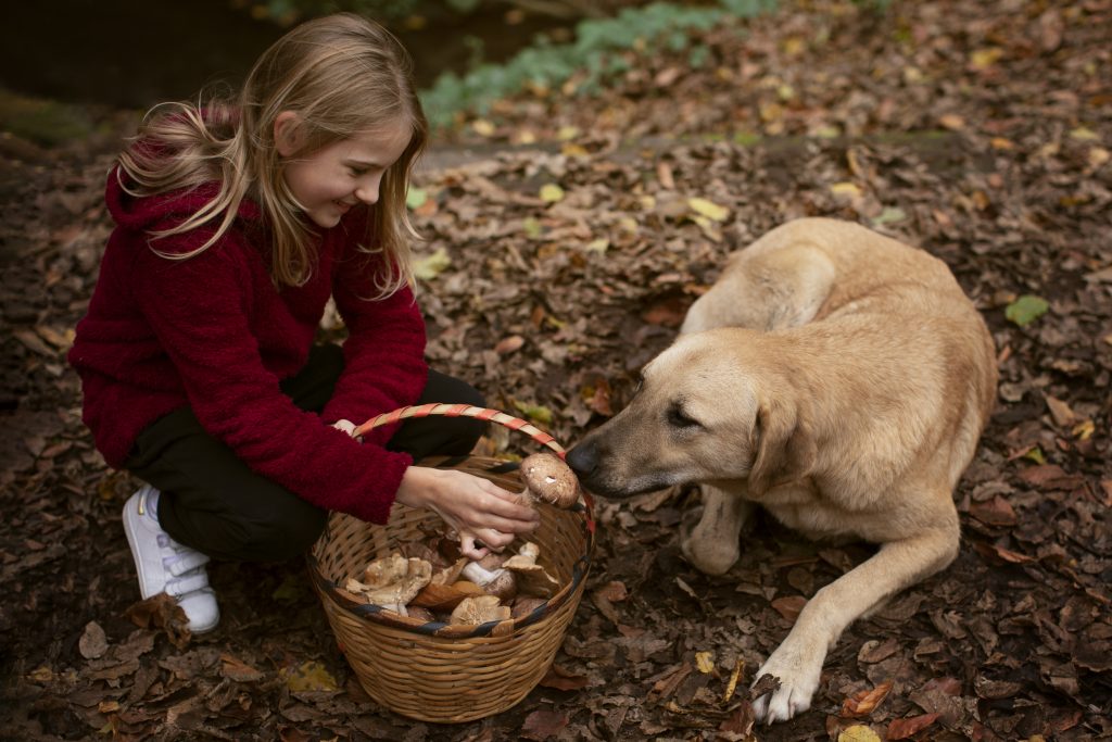 Dog sniffing a bowl of cooked sweet potato, can dogs have sweet potatoes