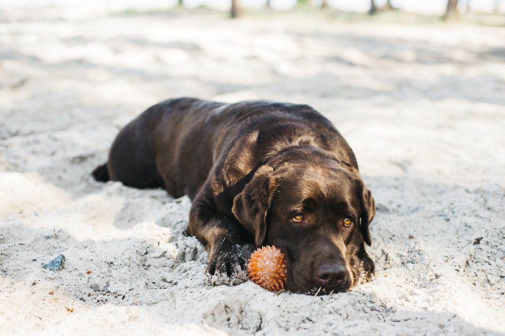 Kidney Failure in Dogs
