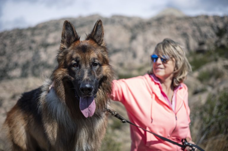Best Mountain Dog Breeds