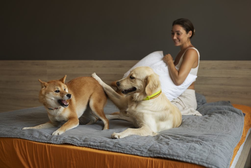 Best Dog Breeds for Apartments: 15 Top Picks