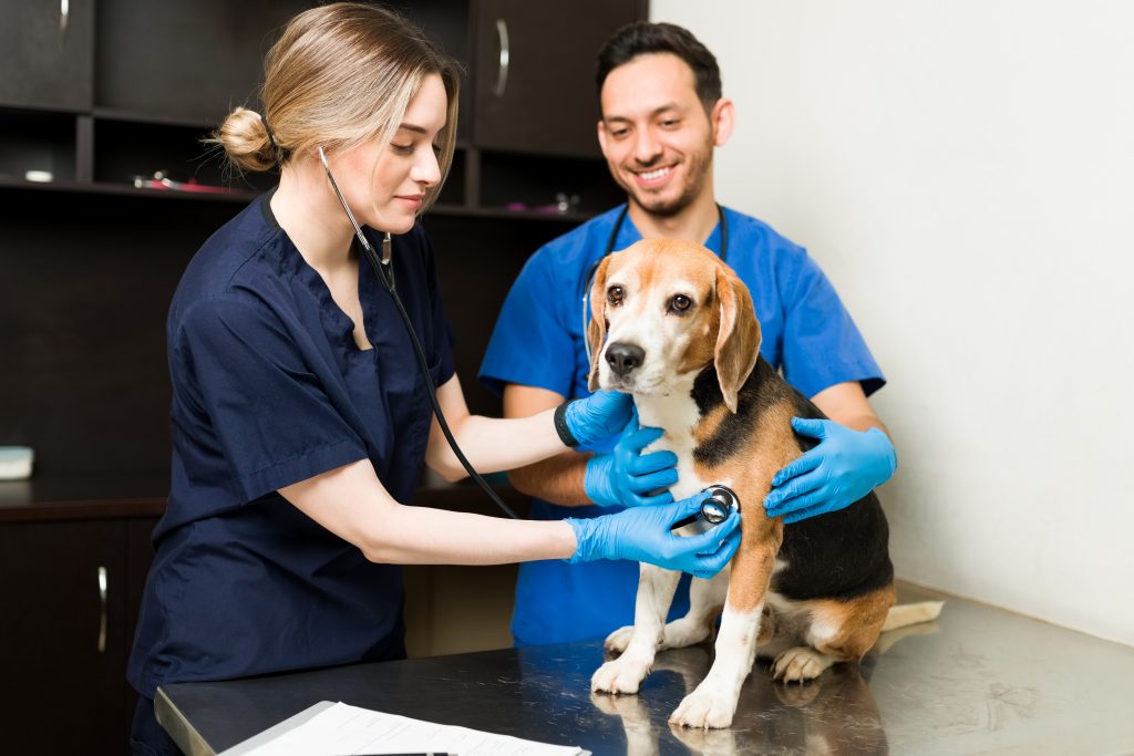 Pet Care