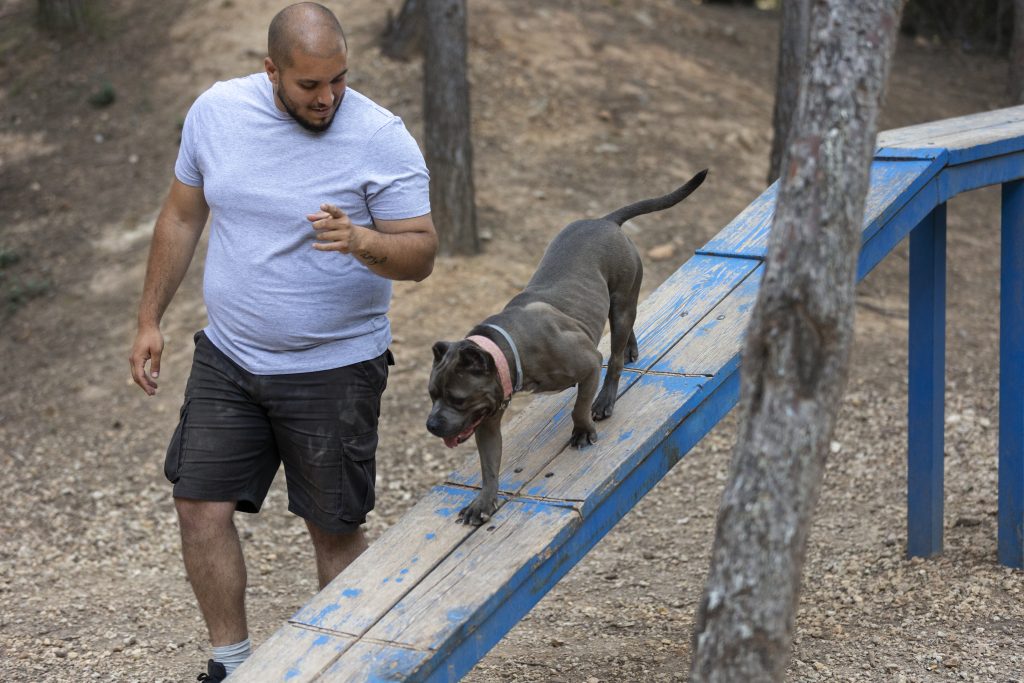 Aggressive Dog Training: Causes, Fixes & Safe Methods