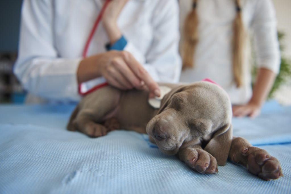 Kidney Failure in Dogs