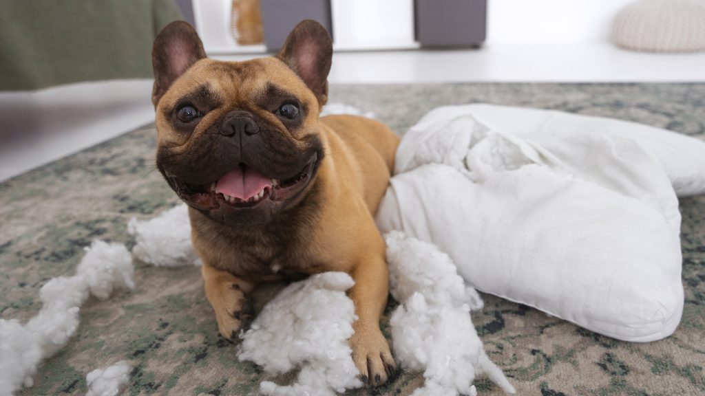 Dog Vomiting White Foam: Causes & When to See a Vet
