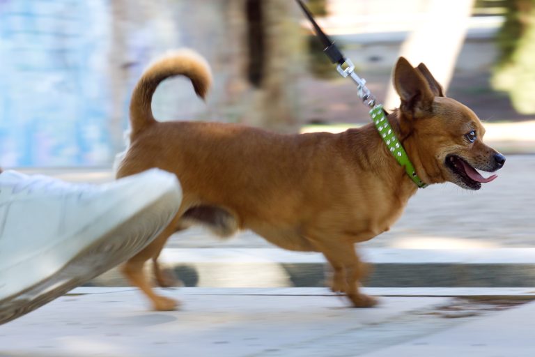 Fiesta Stripe Dog Leash Review
